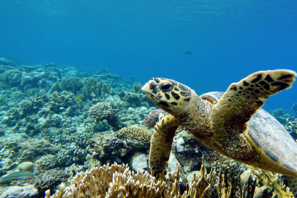 海中